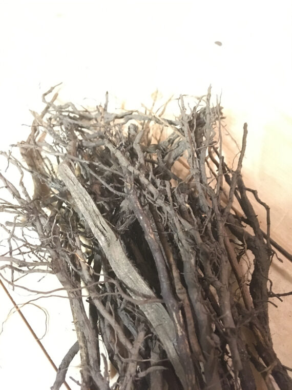 #16 plant roots no.3 IMG_5354