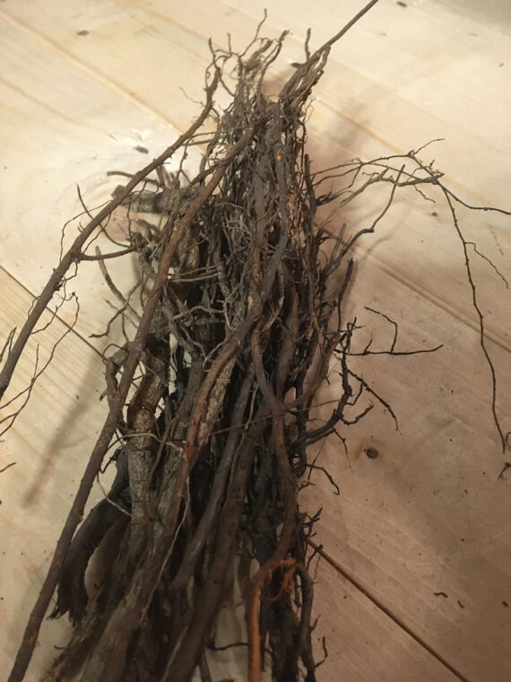 #17 plant roots no.4 IMG_5355