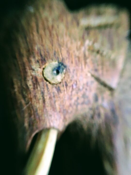 elephant eye