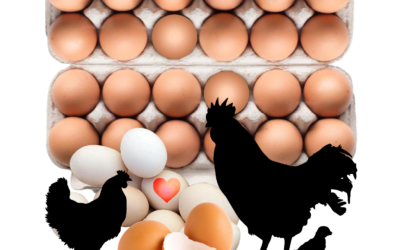 14 Ei/Egg Haiku by Henk Luijten