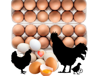 14 Ei/Egg Haiku by Henk Luijten
